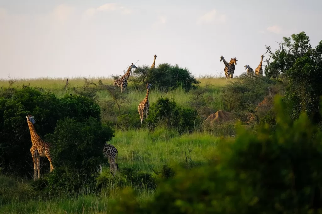 Explore the rich culture and diverse landscapes of Africa with this guide to must-see sights and exciting activities. From majestic wildlife to ancient ruins, there's something for every traveler in this vast continent.